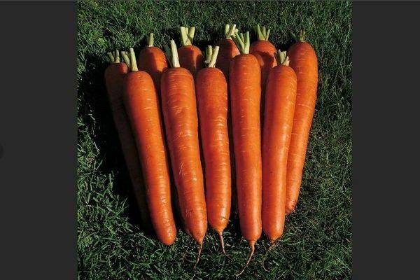 Лучшие сорта моркови: описание по разным срокам созревания