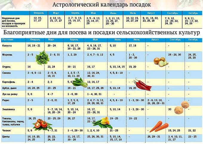 Когда сеять помидоры на рассаду в 2022 году по лунному календарю и по регионам: таблица, благоприятные дни