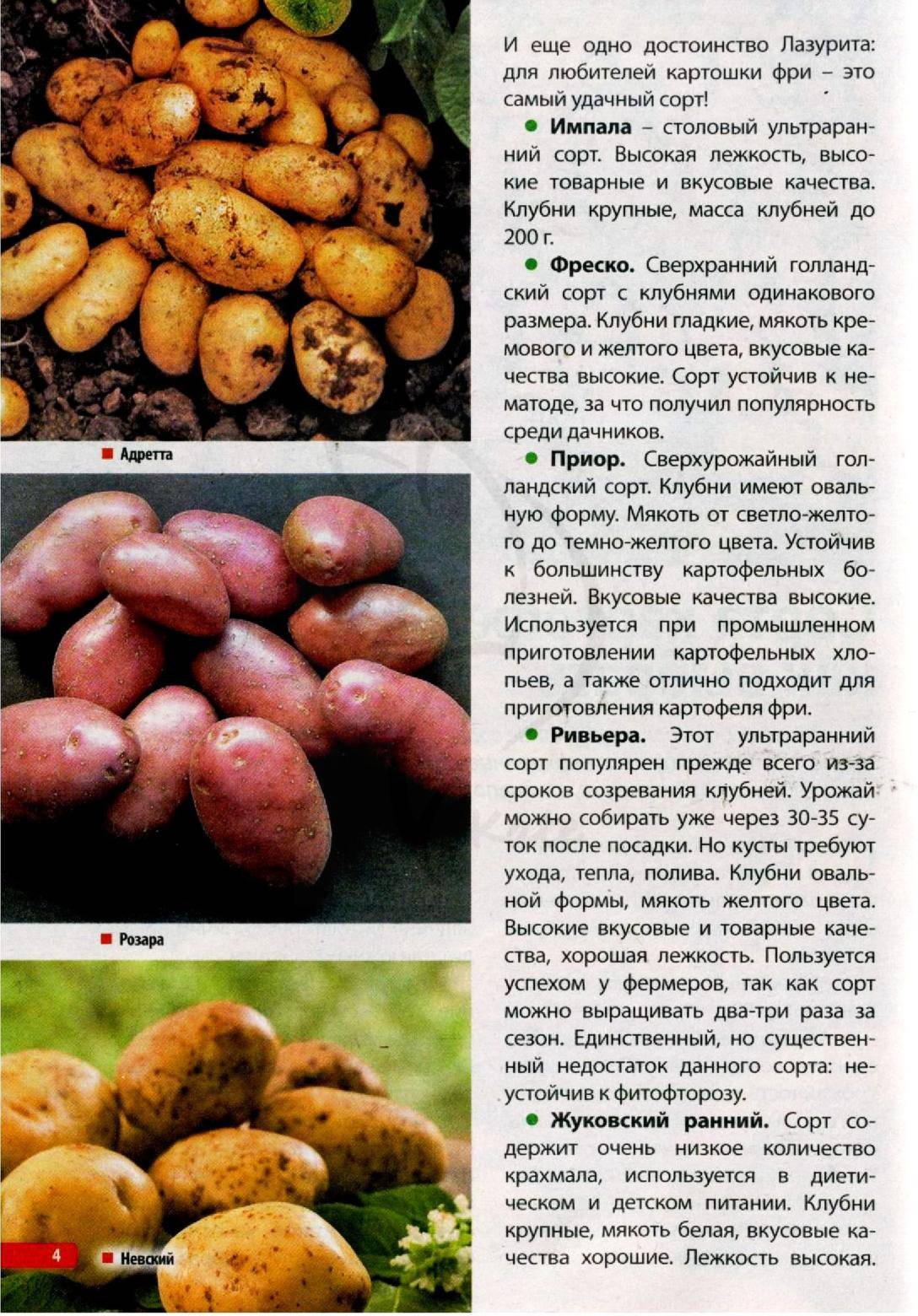 Сорт Адретта картофель характеристика