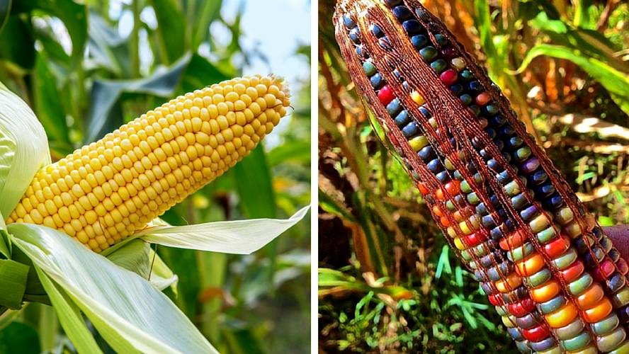 Как размножается кукуруза: выбор участка, выращивание и уход за рассадой