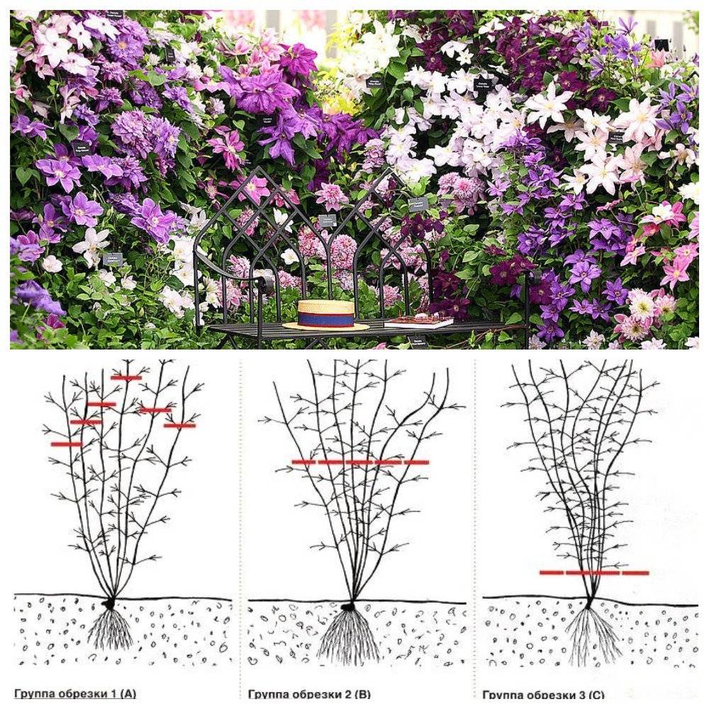 Плохо растет клематис что делать