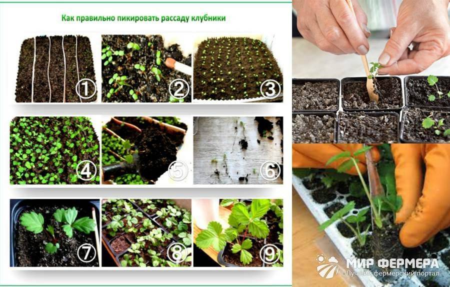 Как вырастить клубнику из семян