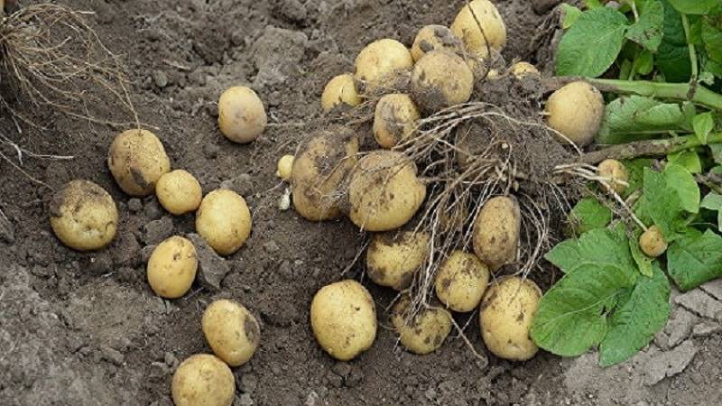 Картофель лорх: описание сорта, фото кустов и урожая, отзывы фермеров о картошке