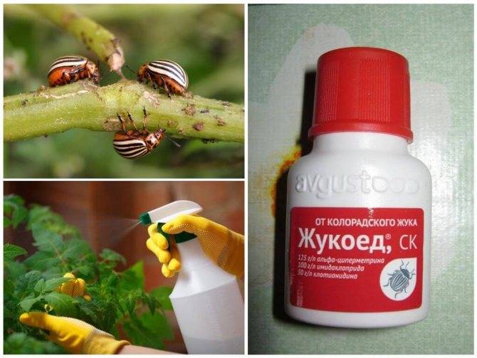 «бусидо» от колорадского жука — инструкция по применению препарата