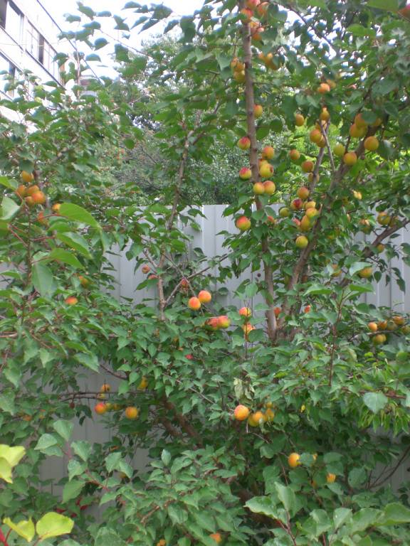 Сорт абрикоса водолей отзывы