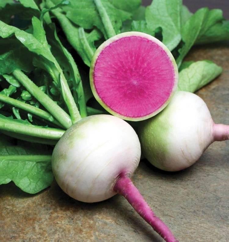 Редька розовая: полезные свойства, как выращивать и использовать в кулинарии с фото