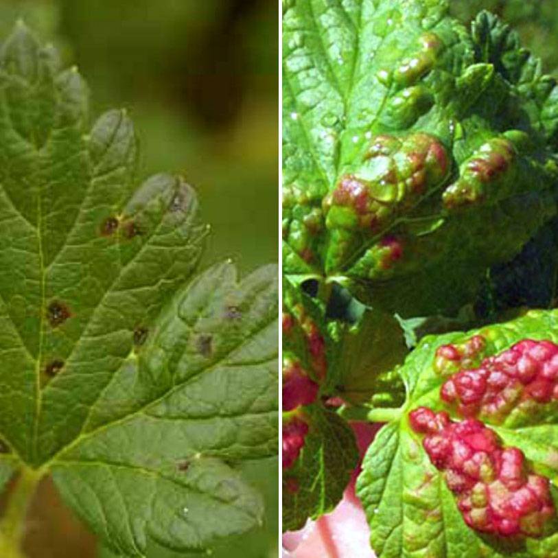 Красные листья на смородине: как бороться, чем лечить, народные средства, препараты