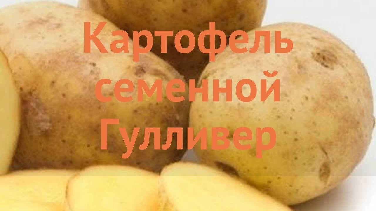 Картофель гулливер: характеристика и описание сорта, фото, отзывы