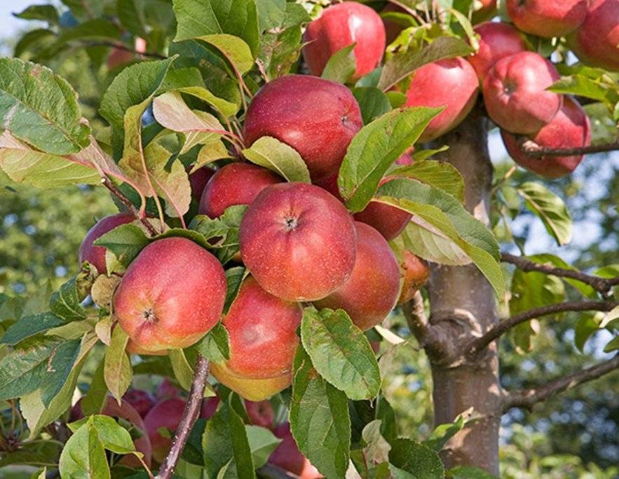Яблоня глостер: описание сорта яблок, посадка + фото, отзывы