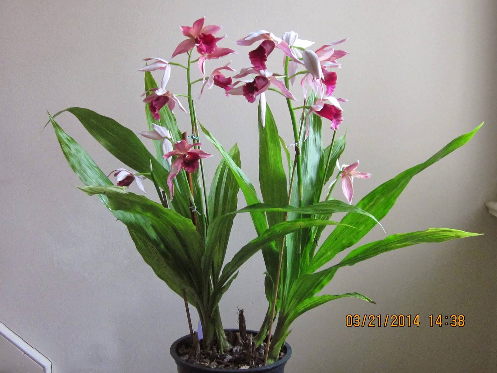 Орхидея С Тонкими Длинными Листьями