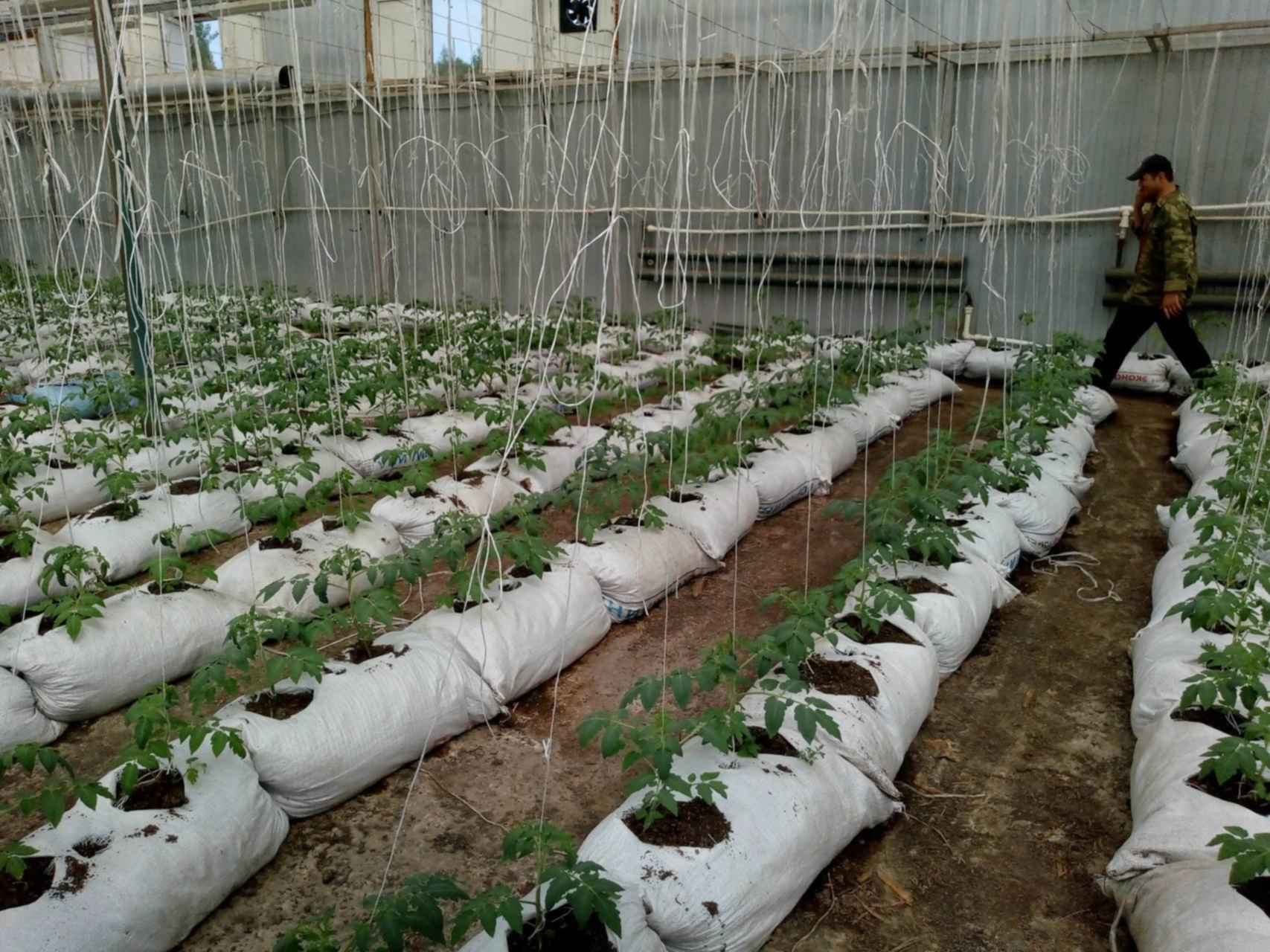 Пошаговая инструкция как выращивать клубнику в открытом грунте