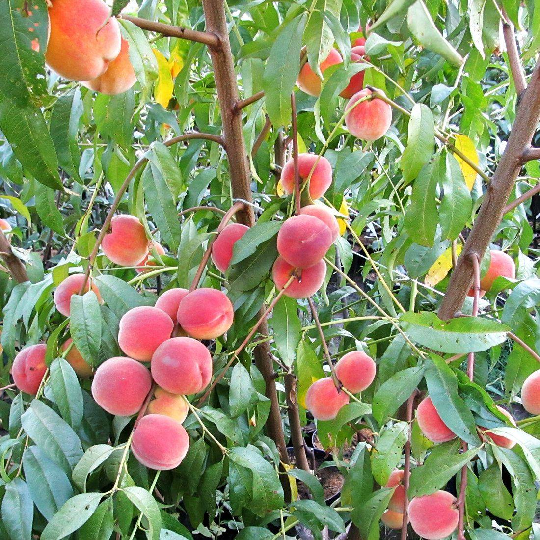 Высокоурожайный сорт персика ред хевен