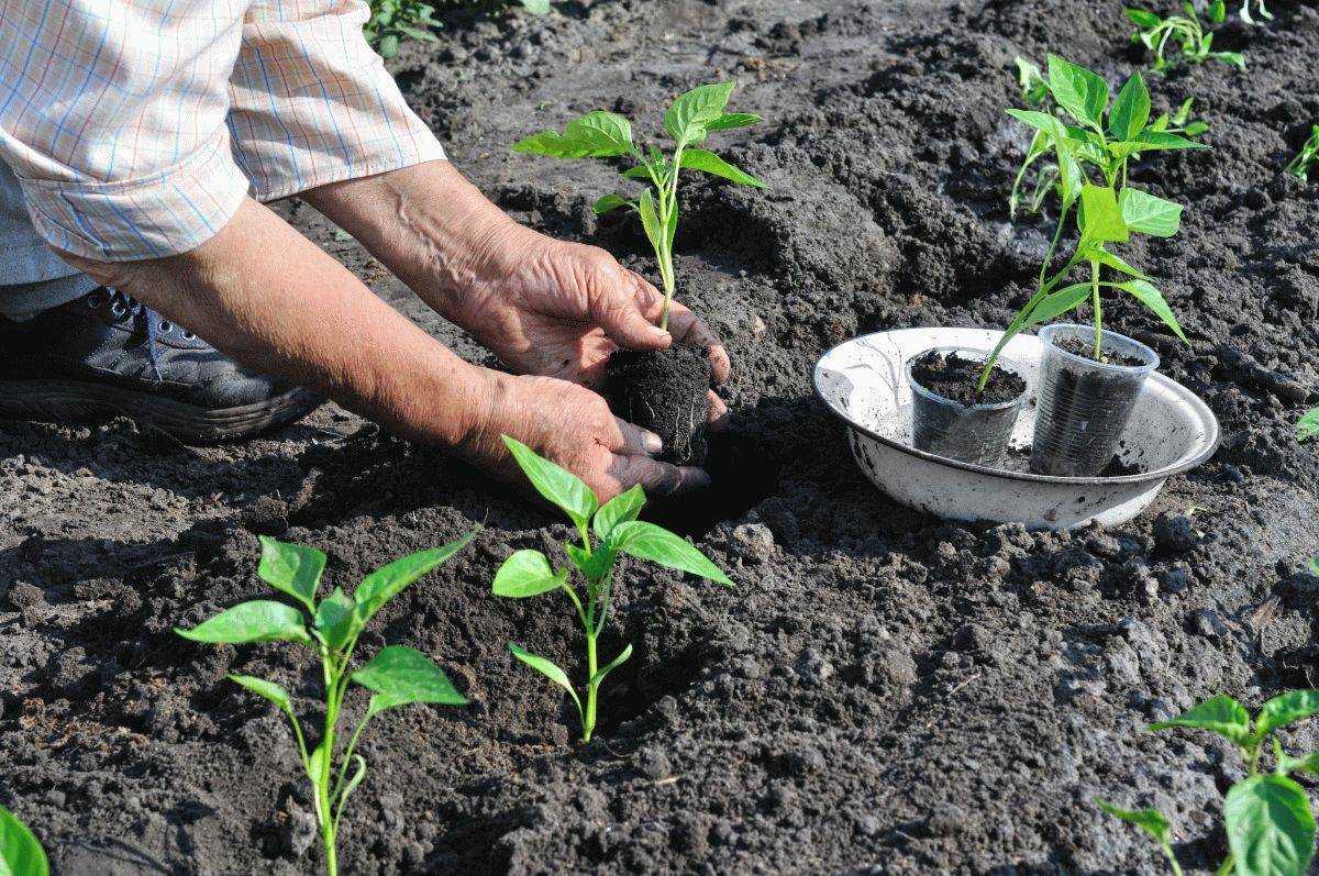 Выращивание перца в открытом грунте и теплицах – советы опытных садоводов