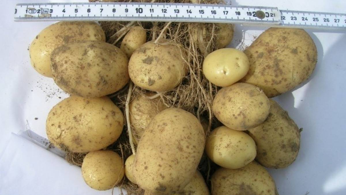 Описание картофеля джувел
