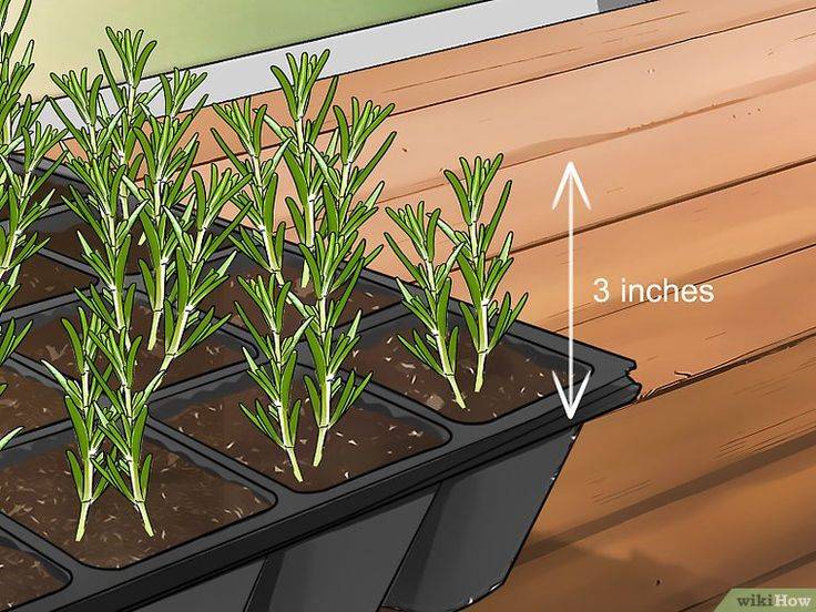 Розмарин выращивание в открытом грунте и домашних условиях розмарин из семян на подоконнике