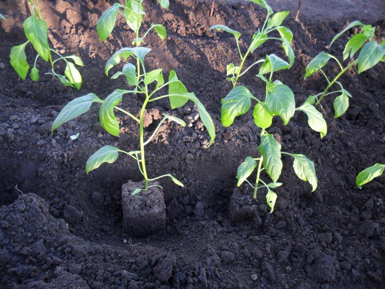 Правильное выращивание перца и уход в открытом грунте