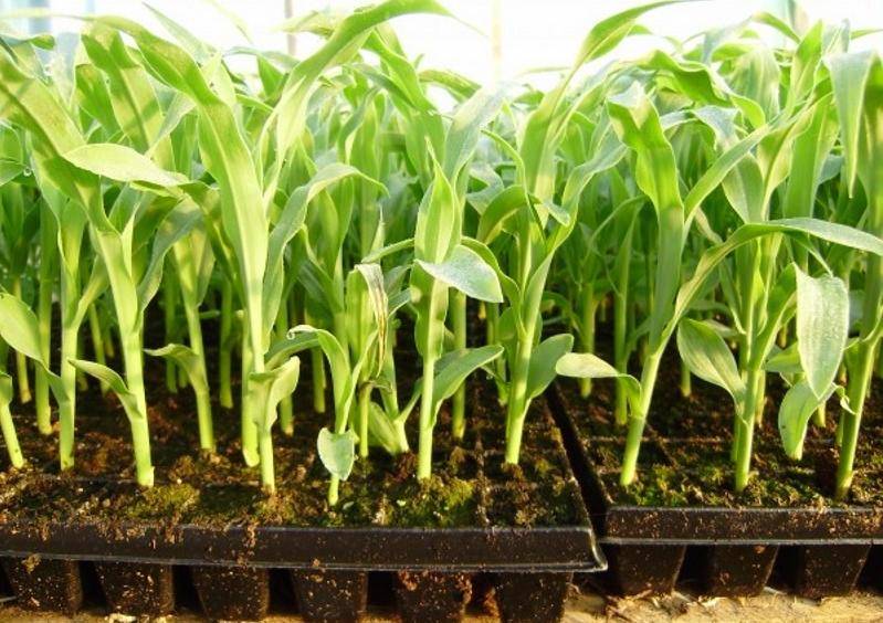 Как сажать кукурузу в открытый грунт семенами: сроки, особенности, правила | огородник