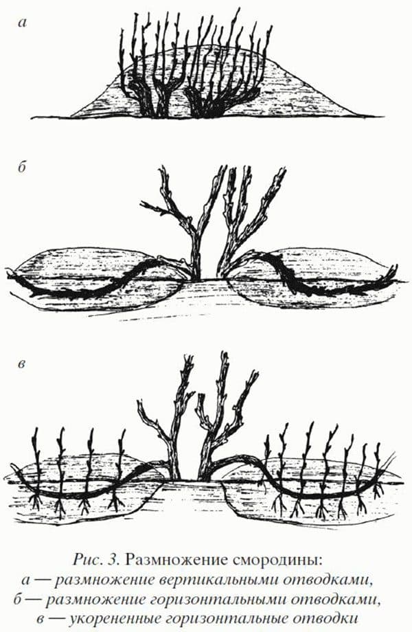 Размножение красной смородины черенками: весной, летом и осенью
