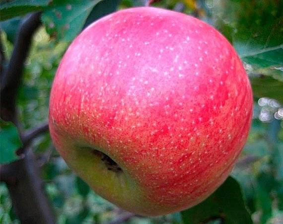 Яблоня джонаголд: описание и характеристика плодов и дерева, посадка и уход, фото, отзывы