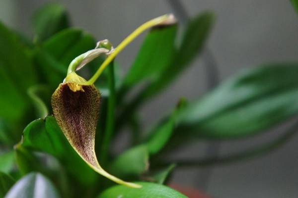 Лудизия драгоценная. грамотный уход за земляной орхидеей в домашних условиях