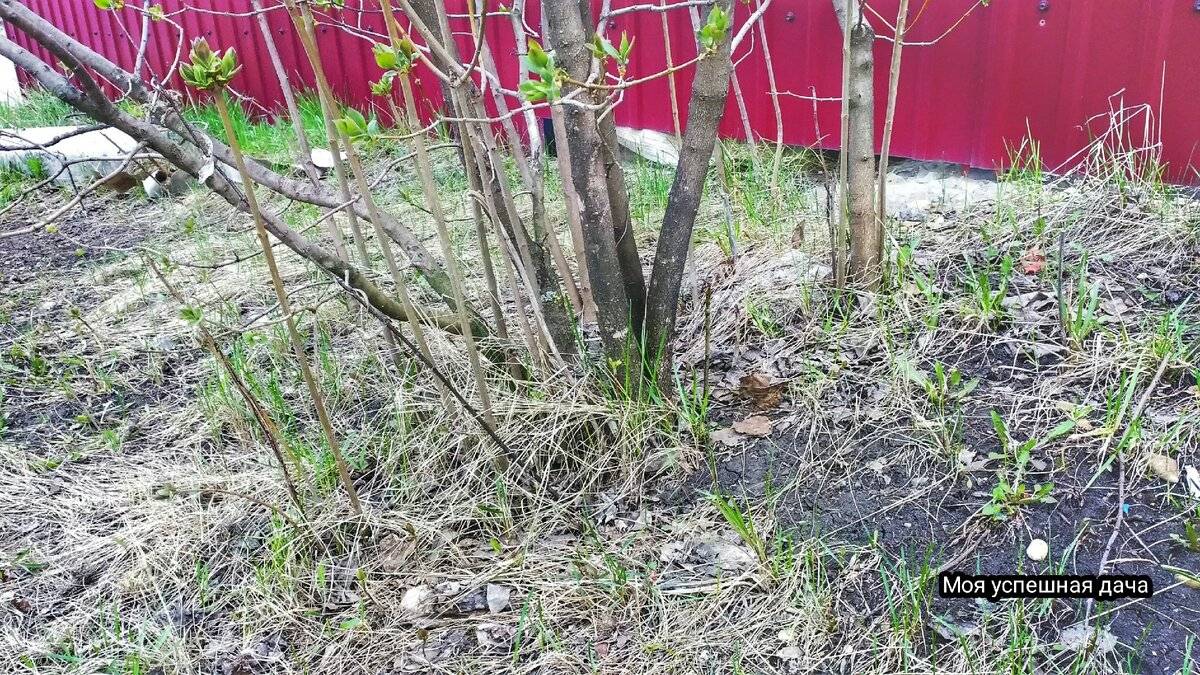 Как избавиться от поросли вишни на участке, навсегда, как бороться и вывести с огорода и избавиться от корней