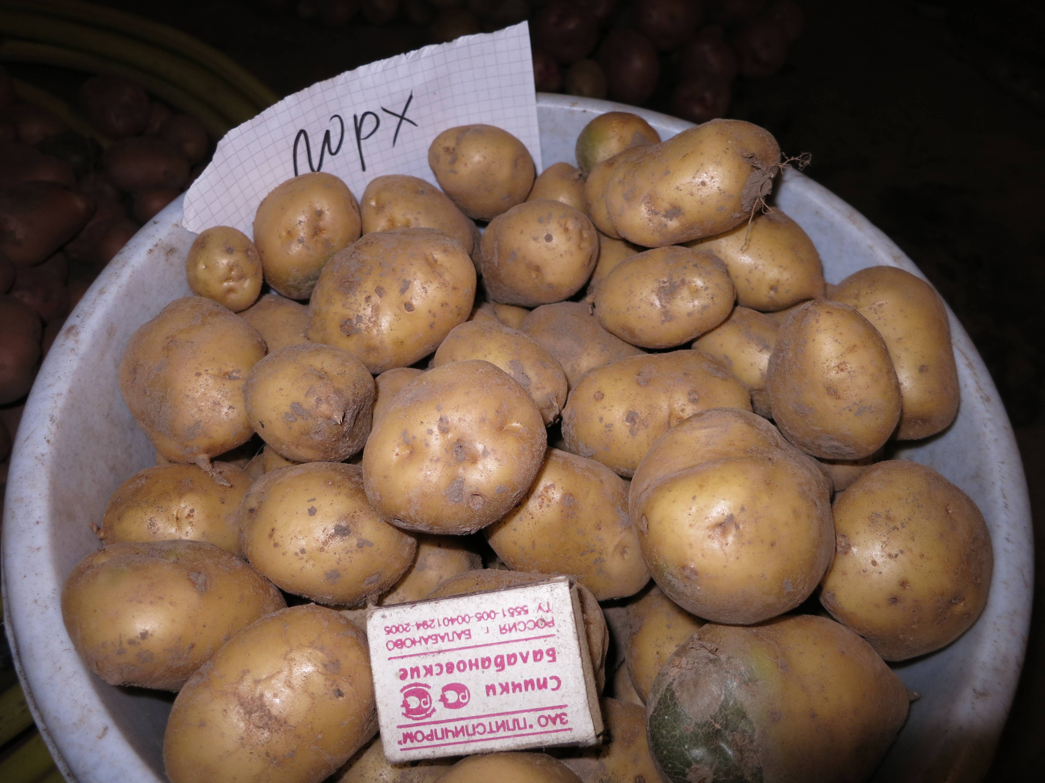 Описание и характеристики картофеля сорта Лорх, посадка и уход