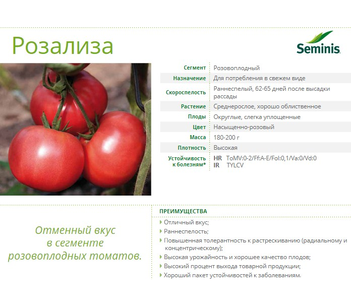 Скороспелый гибридный томат «аврора», созданный для получения обильного урожая в теплице и на грядке