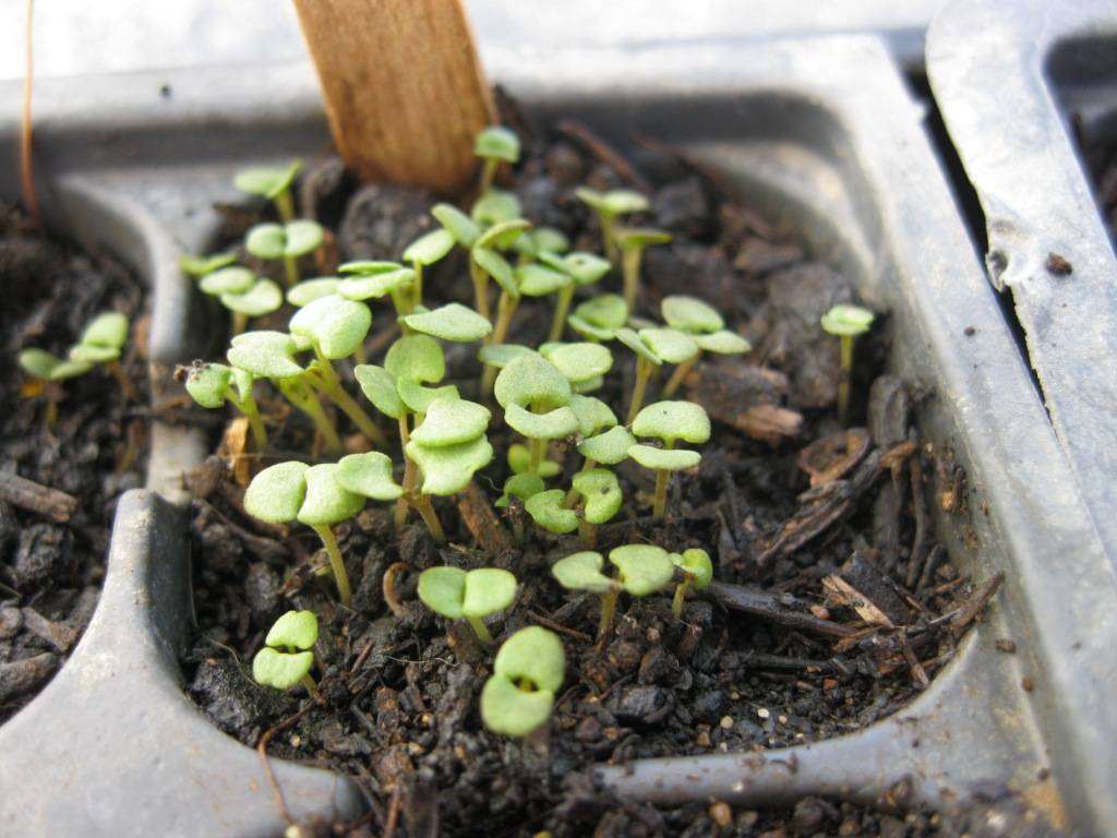 Как вырастить тимьян из семян в домашних