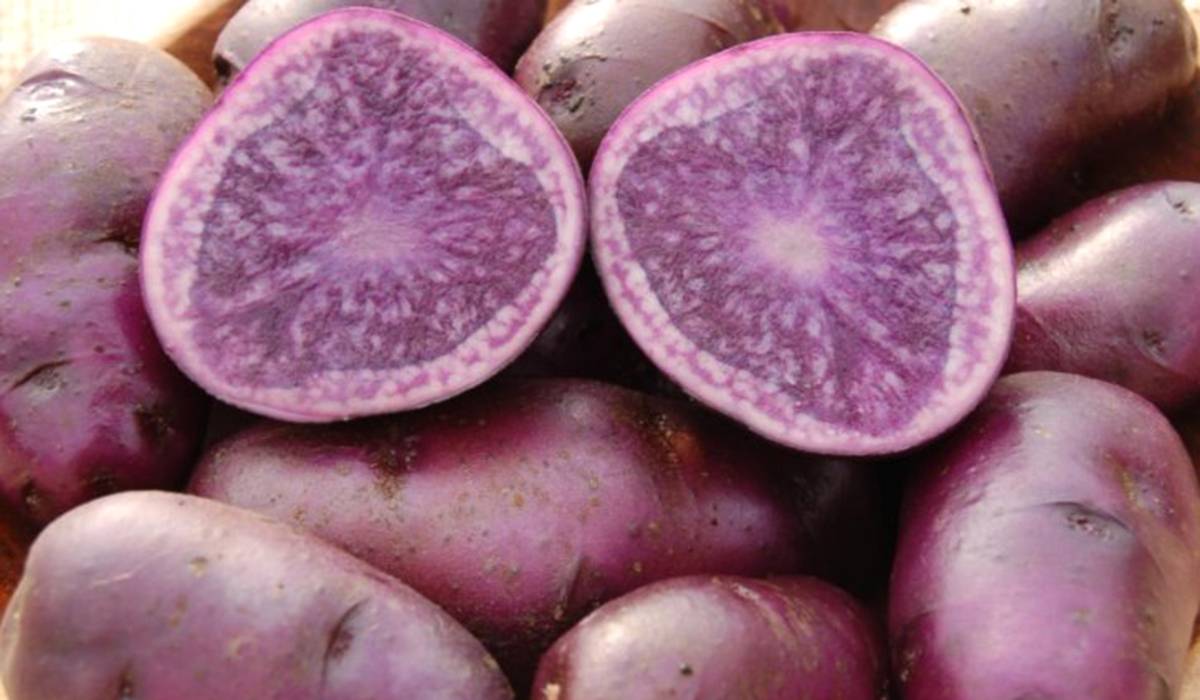 Фиолетовый картофель: полезные свойства и вред для организма синей картошки, чем отличается от красной и белой, как применять в кулинарии и народной медицине?