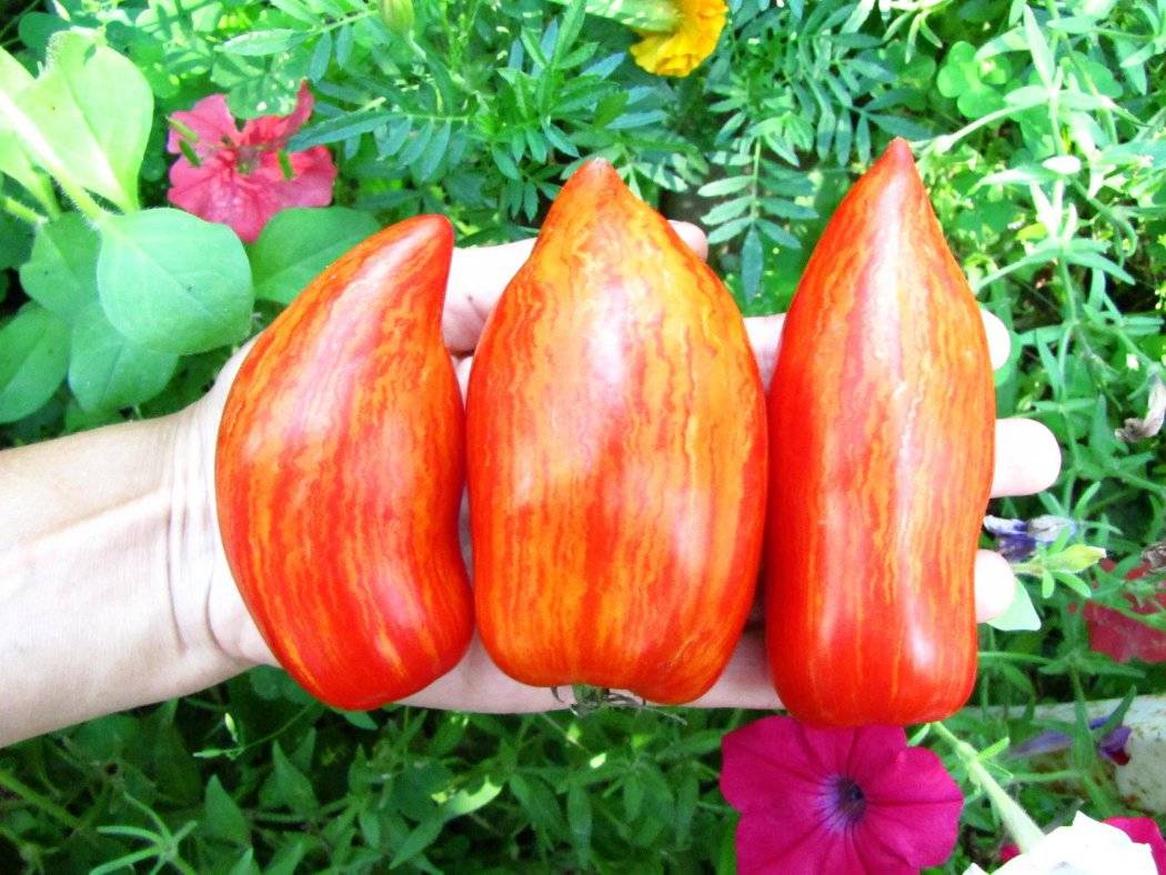 Искры пламенного томата: отзывы, фото, характеристика и описание, урожайность сорта