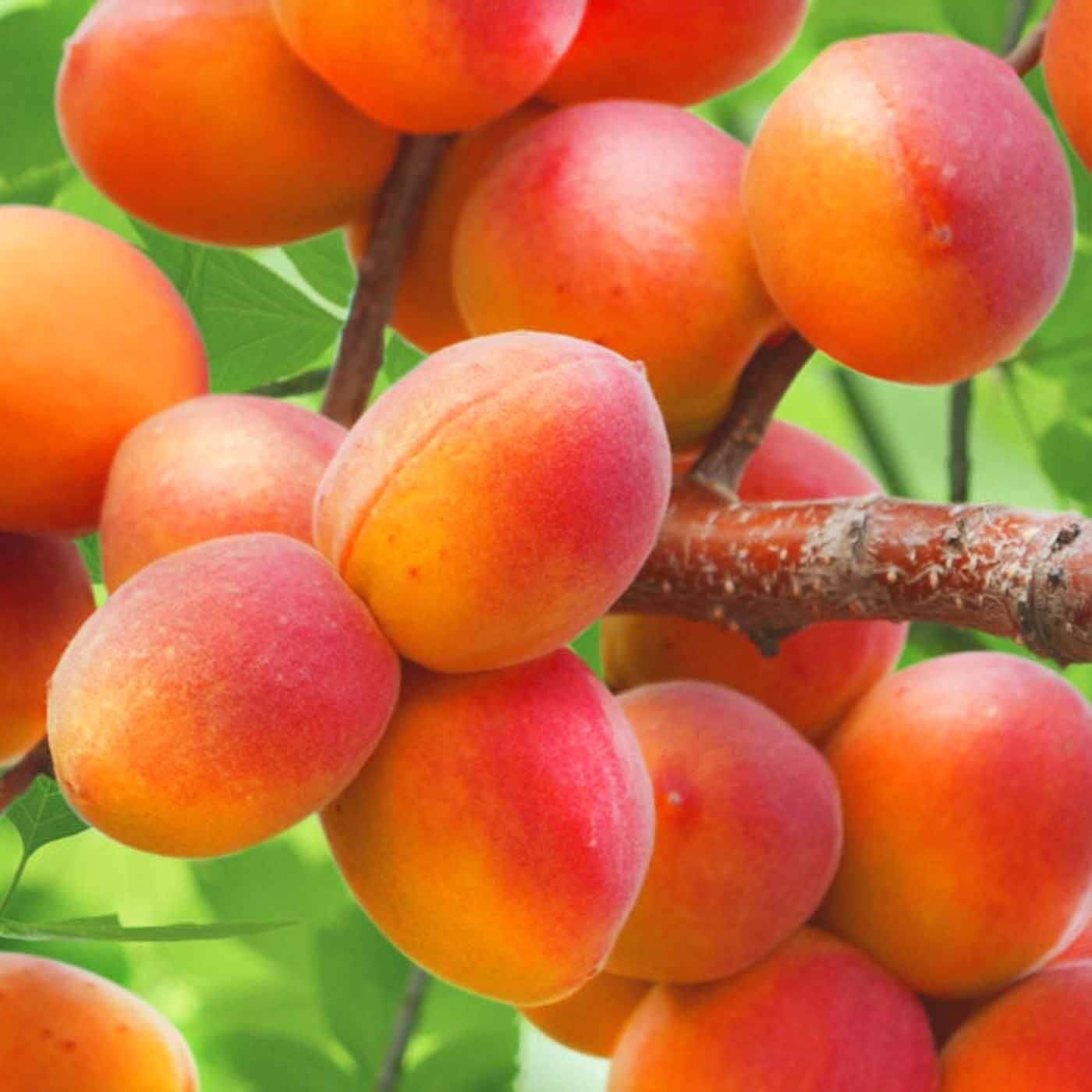 Самоплодные сорта абрикоса для подмосковья