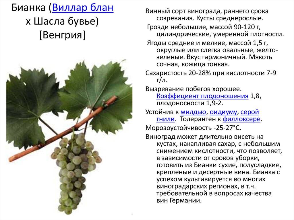 Виноград мерло ? : характеристика, описание сорта, фото, посадка и уход | qlumba.com