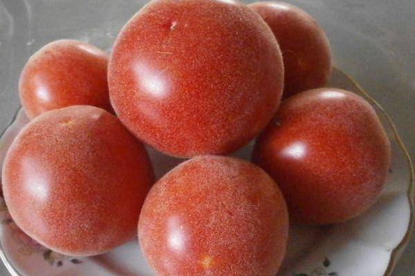 Секреты выращивания томата летний абрикос — описание сорта и его характеристики
