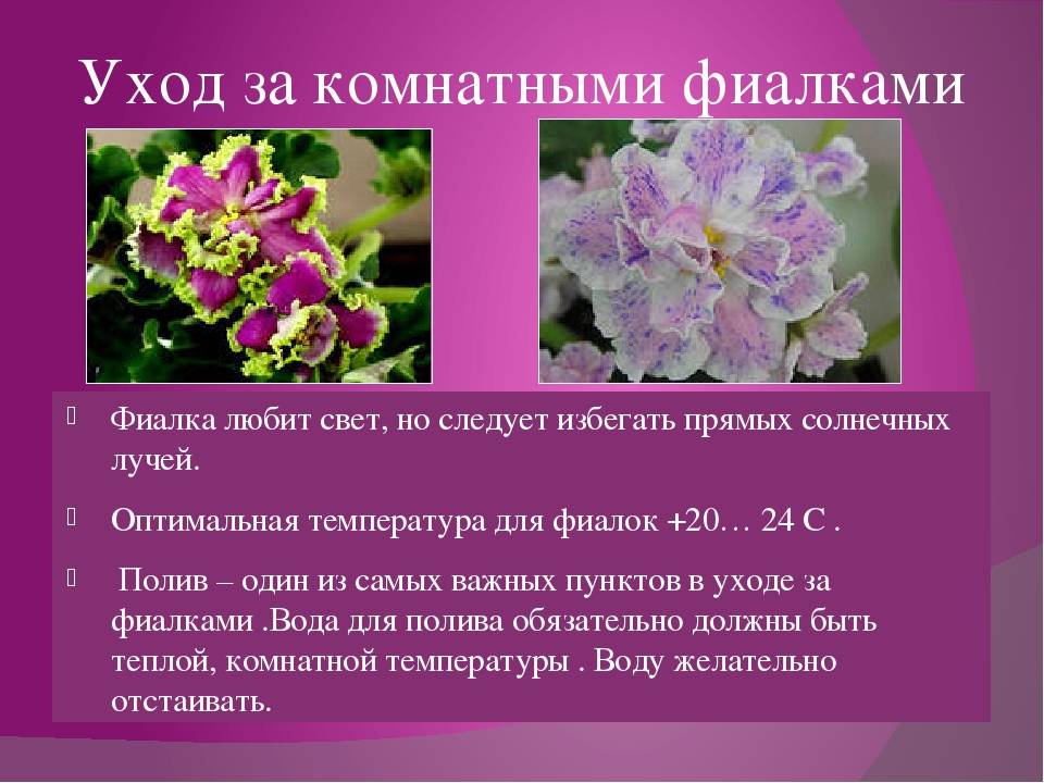 Фиалка тирский пурпур фото и описание