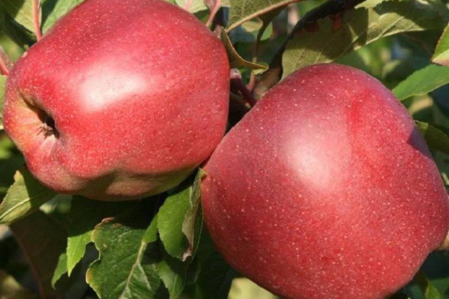 Яблоня глостер: особенности выращивания европейского сорта
