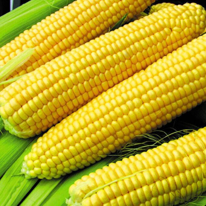 Пророщенная кукуруза: алгоритм проращивания семян, а также как прорастить в домашних условиях, сколько ждать и что делать, если всходы не появляются?