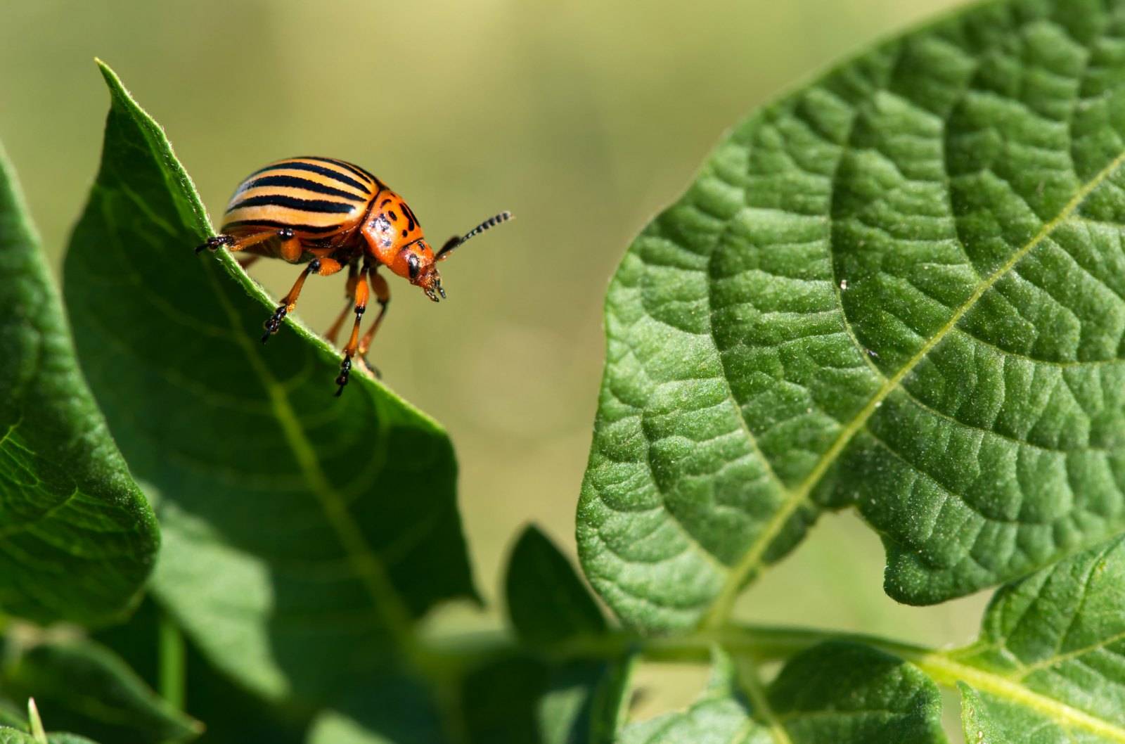 Кто ест колорадского жука: естественные враги вредителя, птицы и насекомые