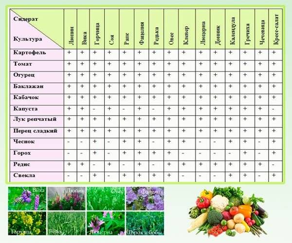 Овес как сидерат: характеристики, ценность, когда сеять. рекомендации садоводов