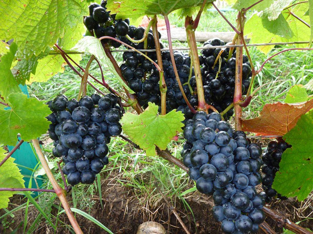 Сорт винограда «вэлиант» — описание, фото, селекция, особенности посадки и ухода