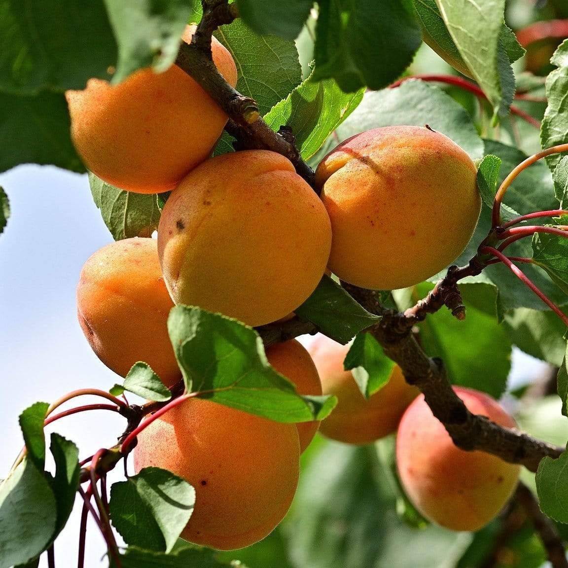 9 причин почему не цветет и не плодоносит абрикос - полный гайд по проблеме