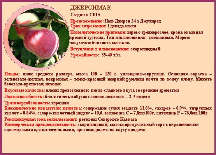 Яблоня квинти: описание, фото, отзывы