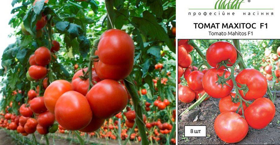 Описание крупноплодного томата фиделио и выращивание сорта рассадным методом