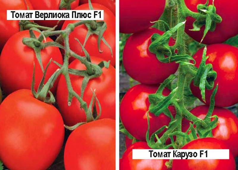 Лучшие сорта томатов для северо-запада