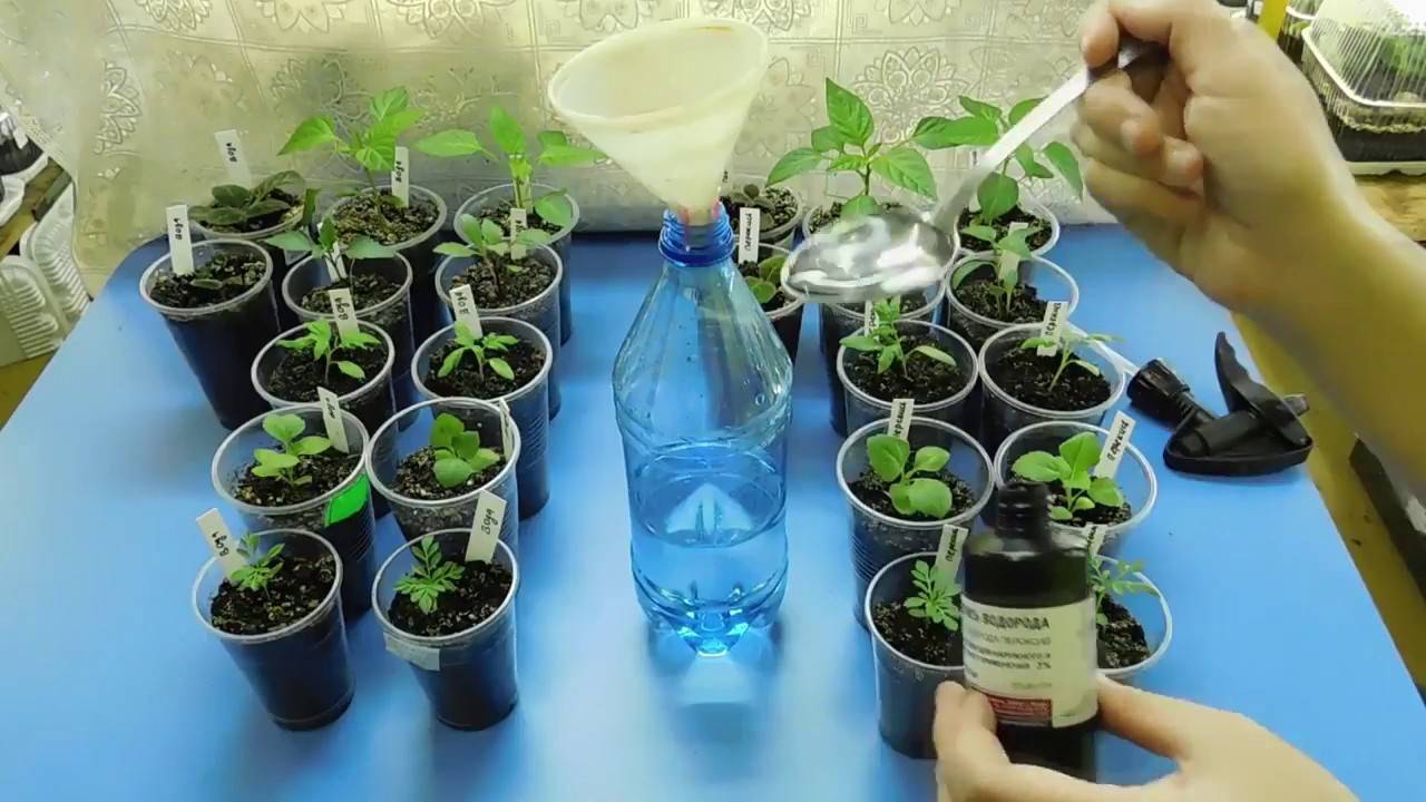 Перекись водорода для растений, применение