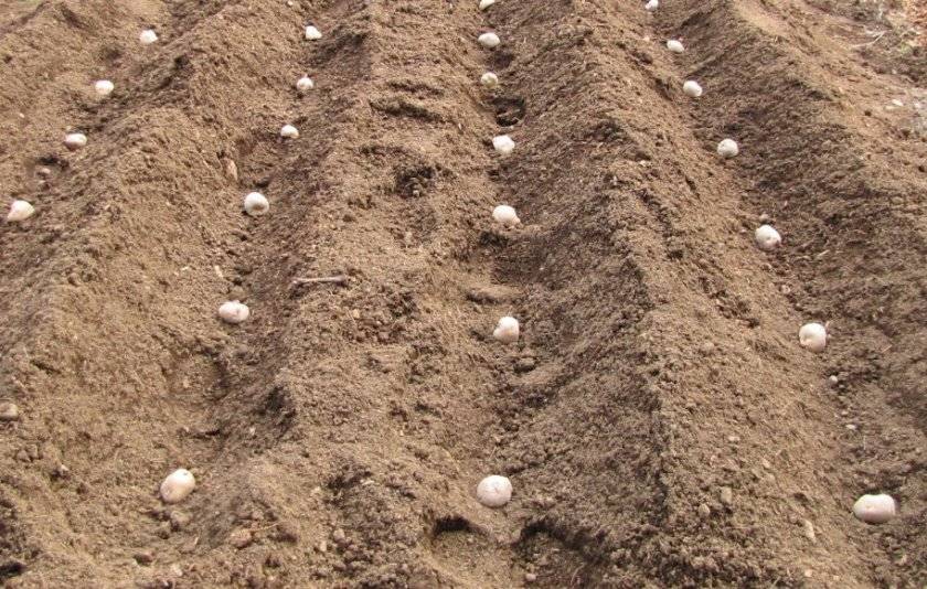 Агротехника и технологии выращивания картофеля в открытом грунте