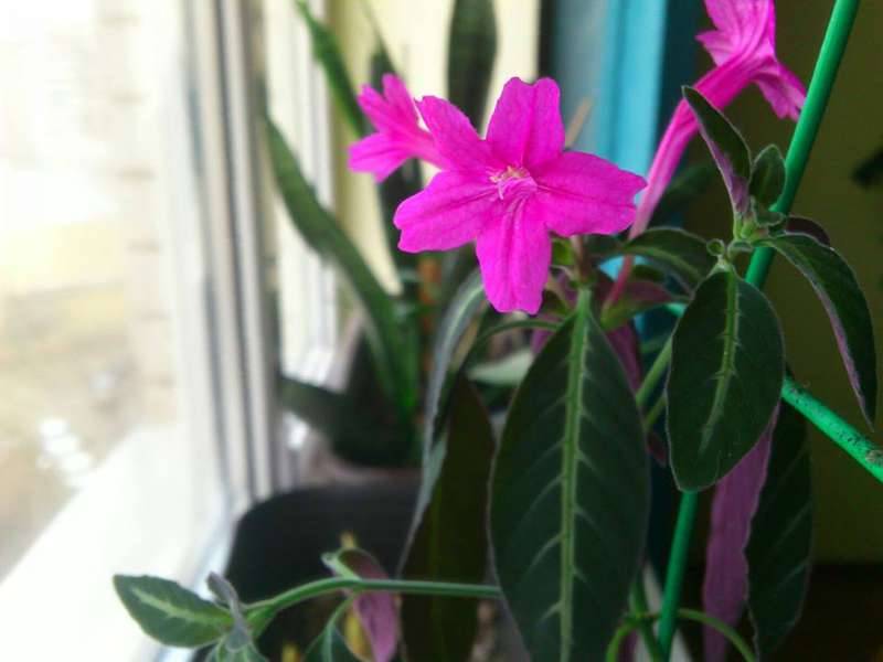 Руэллия: как ухаживать за растением в домашних условиях