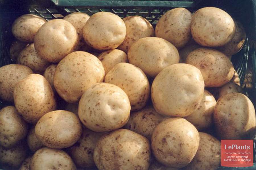 Лабелла картофель характеристика отзывы. Картофель Тимо Ханккиян. Сорт картофеля Тимо. Картофель Лабадия. Картофель сорт Сильвана.