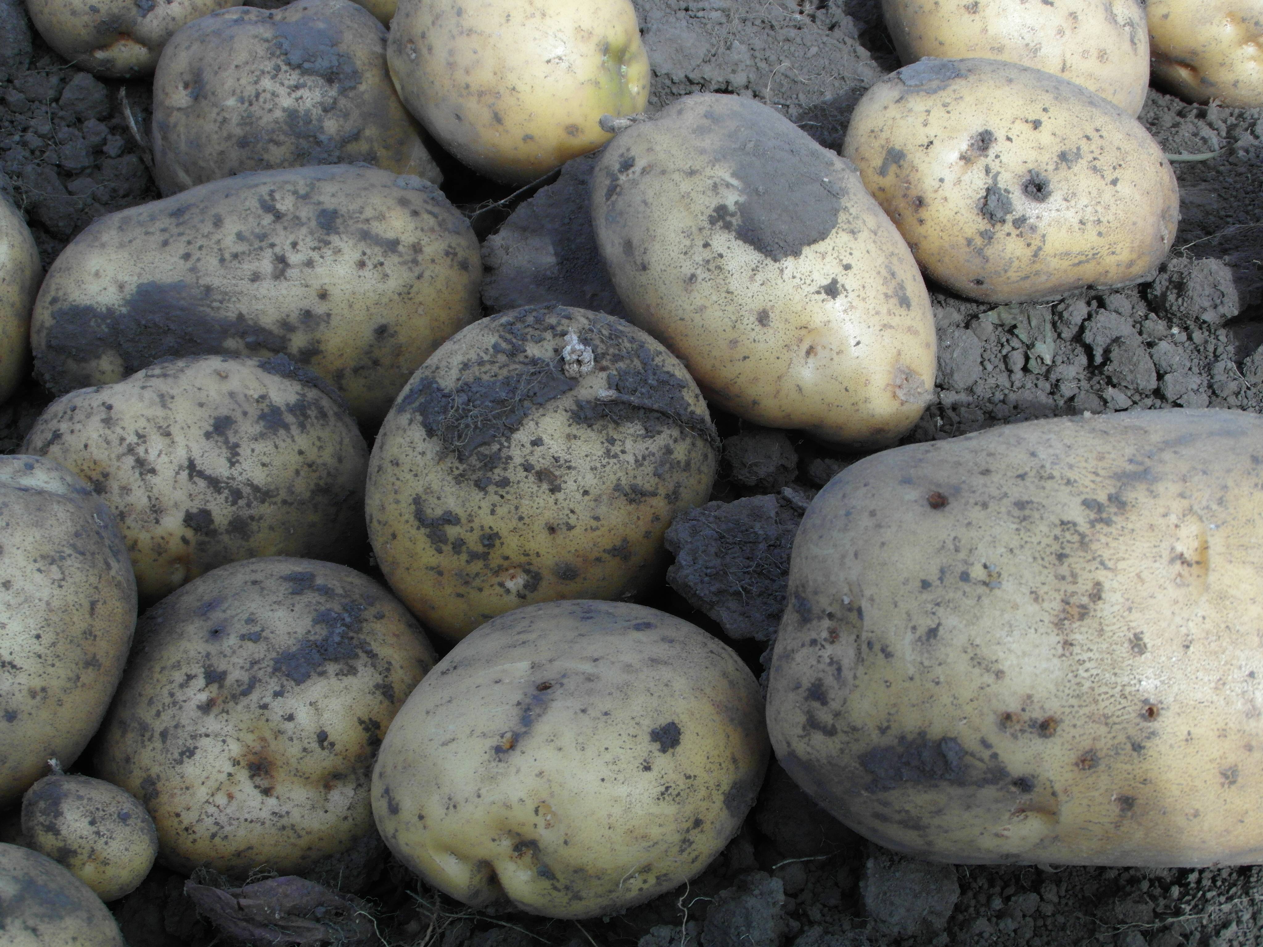 Сорт картофеля скарб, описание, характеристика и отзывы, а также особенности выращивания