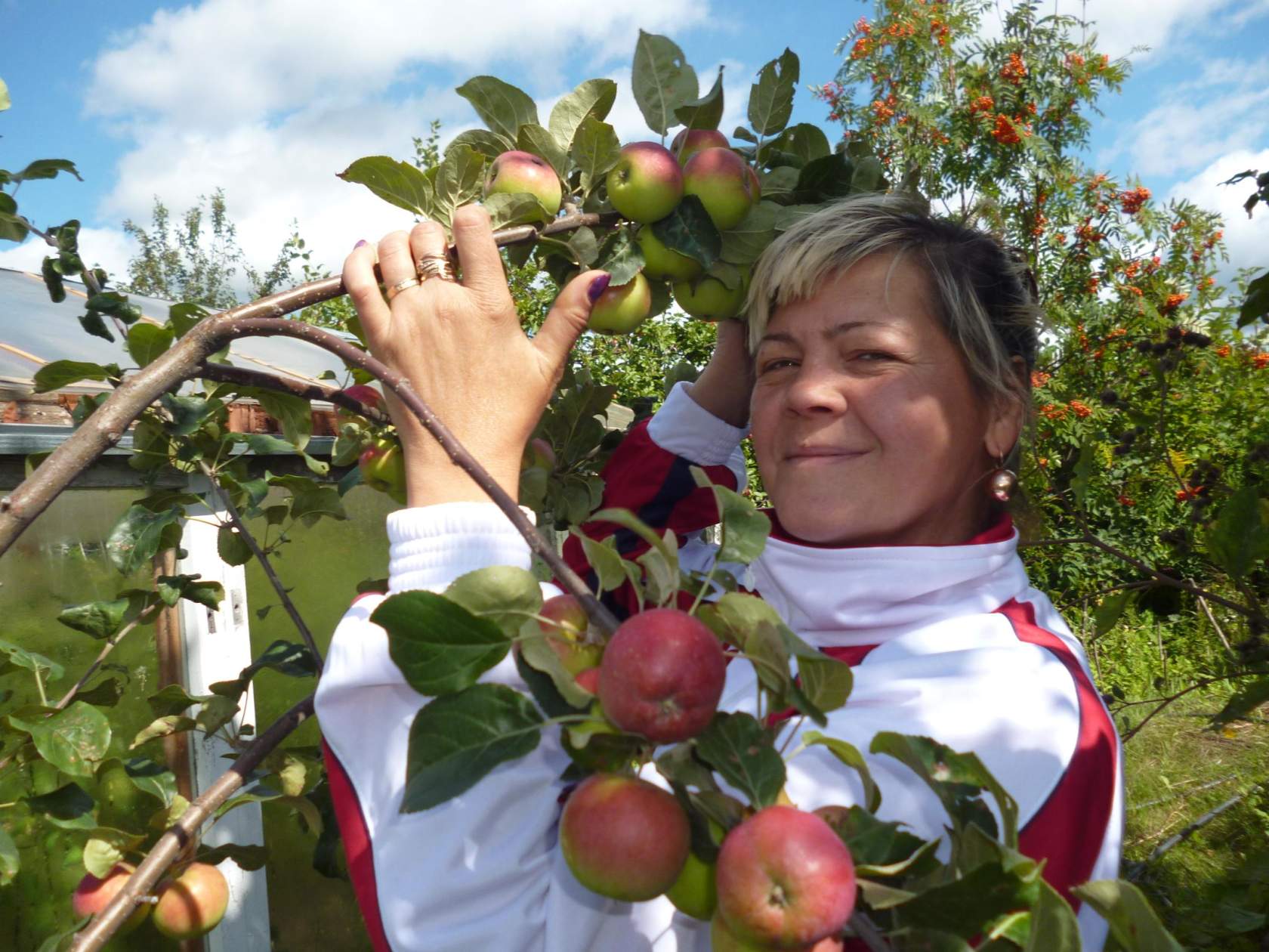 Описание и внешний вид яблонь сорта беркутовское, выращивание и уход