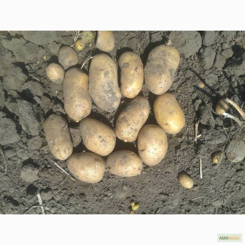 Надежный сорт для начинающего огородника — картофель невский: описание, отзывы